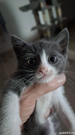 Pisicuta dragalasa - imagine 5