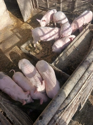 Vand purcei - imagine 2