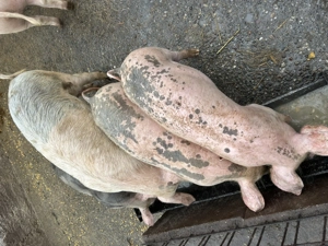 Porci de vânzare.    . - imagine 2