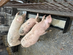 Porci de vânzare.    . - imagine 3