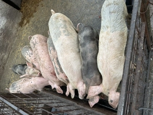 Porci de vânzare.    . - imagine 4