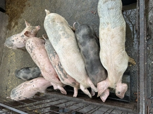 Porci de vânzare.    .