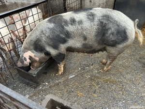 De vânzare scroafă    . - imagine 2