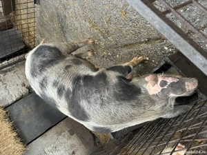 De vânzare scroafă    . - imagine 3