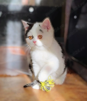 British Shorthair  - imagine 2