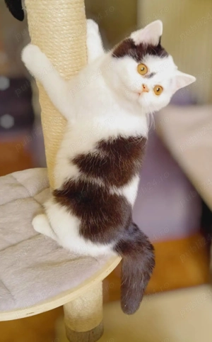 British Shorthair  - imagine 5