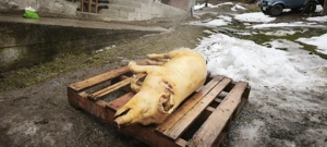Porc  sacrificat de azi  - imagine 2