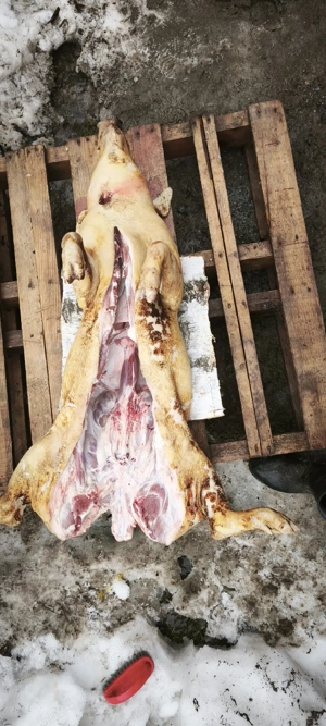 Porc  sacrificat de azi  - imagine 3