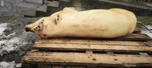 Porc  sacrificat de azi 