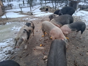 vând purcei si porci - imagine 2