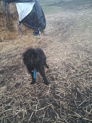 cățel de întors  - imagine 2