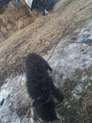 cățel de întors  - imagine 3