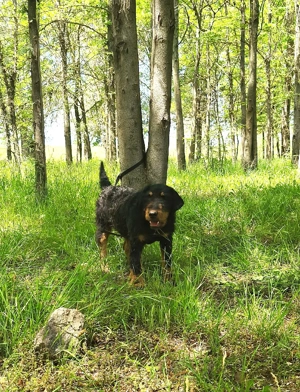 Mascul Jagdterrier  - imagine 3