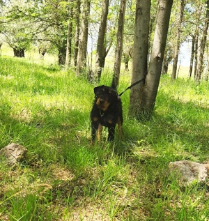 Mascul Jagdterrier  - imagine 2