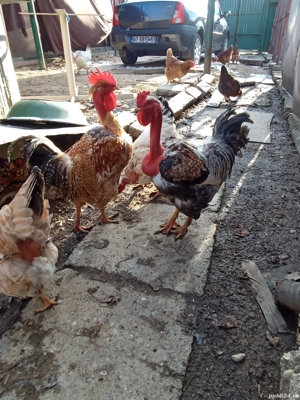 Cocos brahma de anul trecut SI un cocos golas tot  de anul trecut  - imagine 3