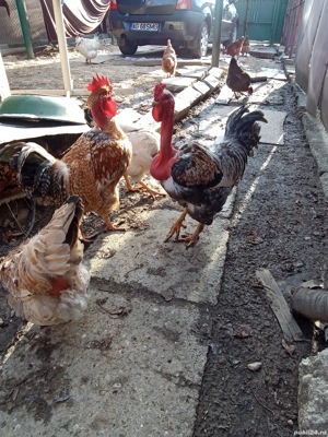 Cocos brahma de anul trecut SI un cocos golas tot  de anul trecut  - imagine 4