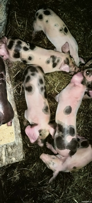 Vand scroafă cu purcei  - imagine 5