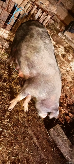 Vand scroafă cu purcei  - imagine 2