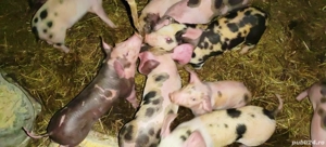 Vand scroafă cu purcei  - imagine 4