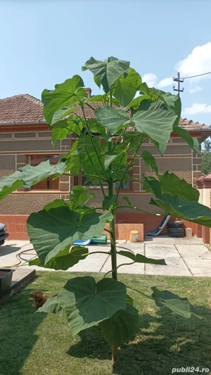 Paulownia Clona Carpatica Rasaduri si Butasi