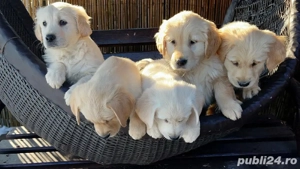 Labrador auriu - imagine 2