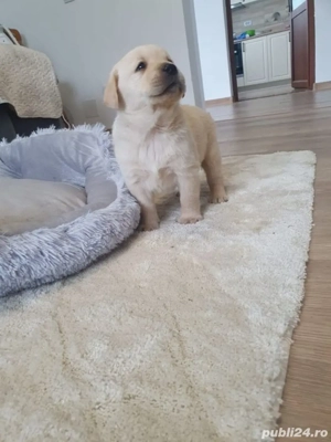 labrador puiut  - imagine 2