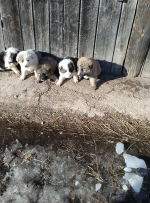 Vând căței  - imagine 2