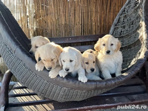 Labrador auriu - imagine 3