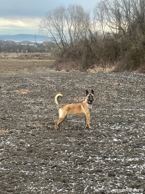 femela malinois - imagine 2