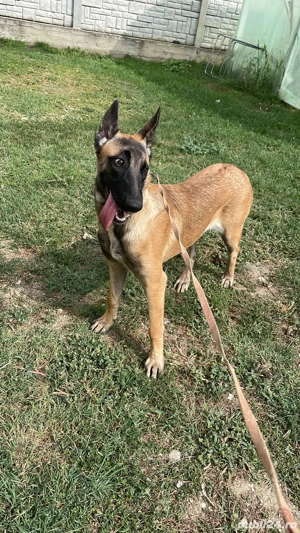 femela malinois
