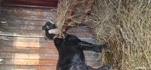 Vând capre saanen și anglo nubiene  - imagine 2