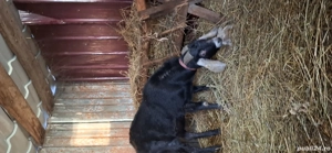 Vând capre saanen și anglo nubiene  - imagine 3