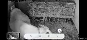 Vând capre saanen și anglo nubiene  - imagine 5