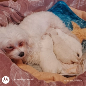 Vând pui bichon disponibili din 15.03  mai multe detalii la telefonul menționat în anunț  - imagine 2