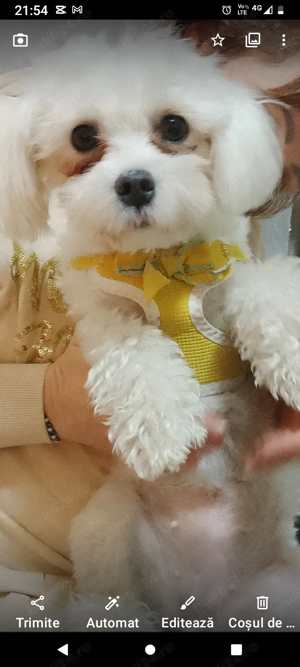 Vând pui bichon disponibili din 15.03  mai multe detalii la telefonul menționat în anunț  - imagine 4