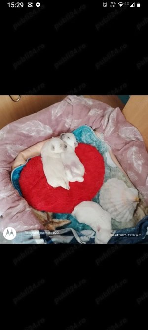 Vând pui bichon disponibili din 15.03  mai multe detalii la telefonul menționat în anunț  - imagine 5