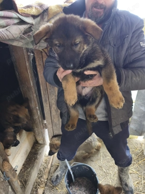 Pui Ciobanesc german  - imagine 3