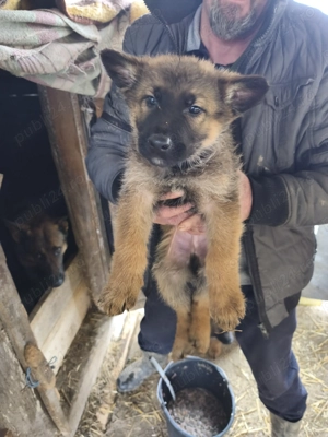 Pui Ciobanesc german  - imagine 2