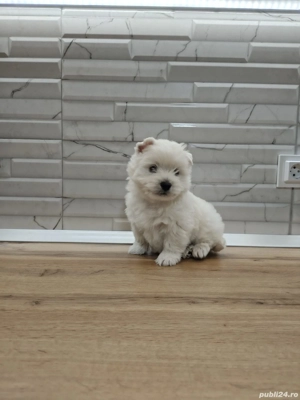 Pui  Westie  - imagine 5