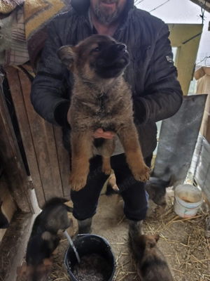 Pui Ciobanesc german  - imagine 4