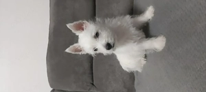 Pui  Westie  - imagine 2