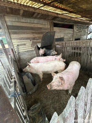 Vand porci  - imagine 2