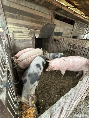 Vand porci  - imagine 3