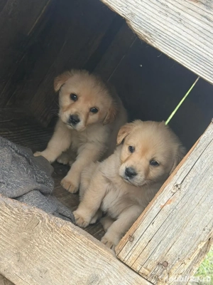 vând Labrador pur!  - imagine 3