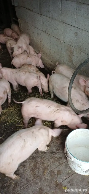 pucei de vânzare  - imagine 2