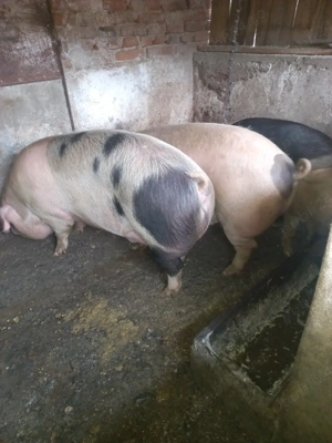 Vand porci - imagine 2