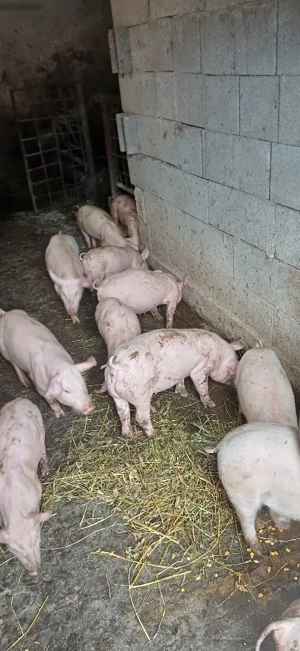 pucei de vânzare  - imagine 3