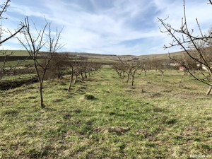 Teren în Borșa intravilan si extravilan  - imagine 2