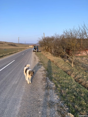 Teren în Borșa intravilan si extravilan  - imagine 4