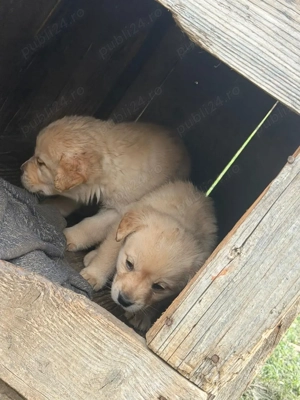 vând Labrador pur!  - imagine 5